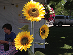 Strawberry Festival, Topsfield Historical Society, Topsfield Massachusetts